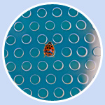 Ladybug